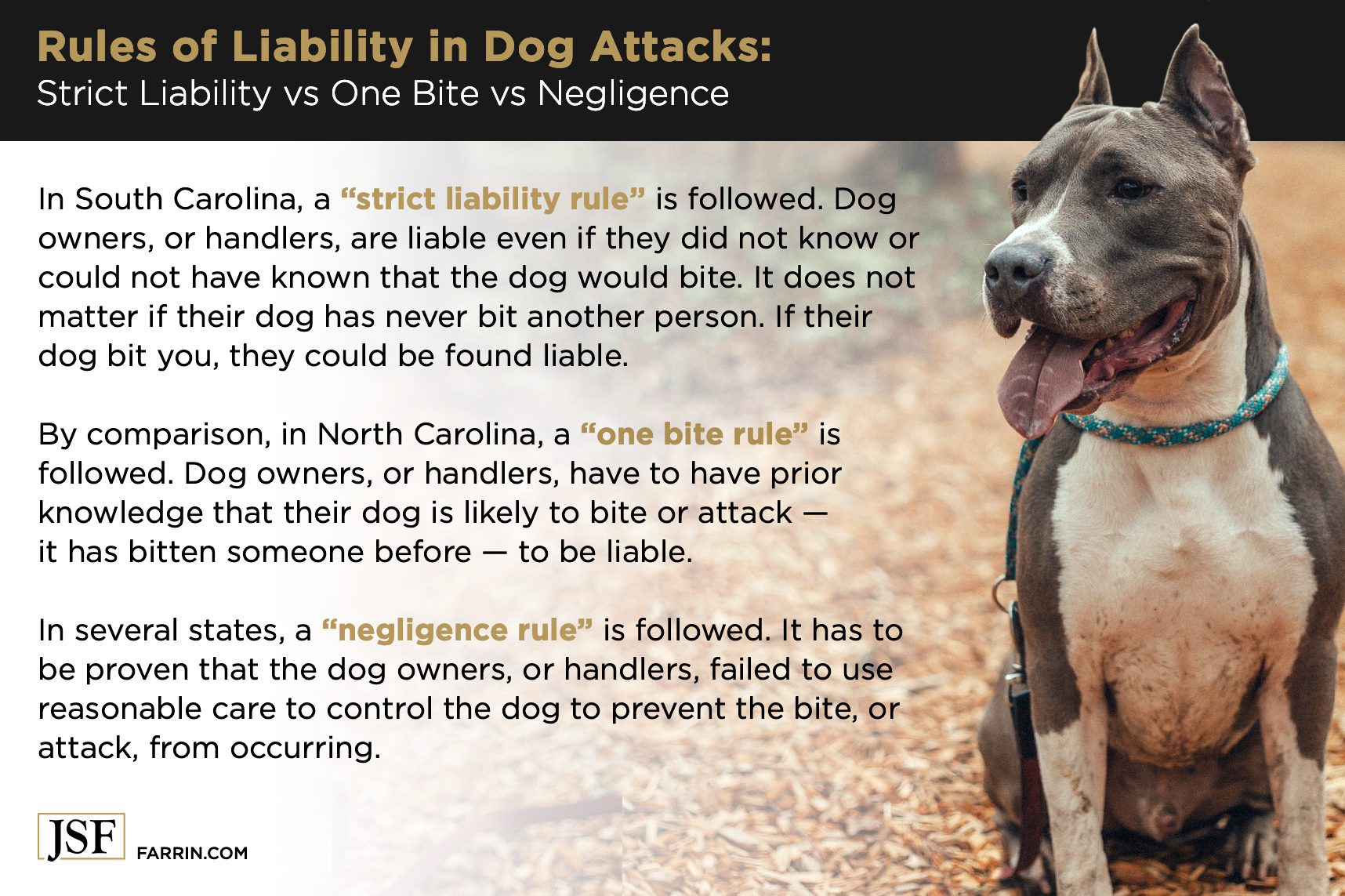 Differences in liability regarding dog attacks in NC and SC, with a gray and white Staffordshire terrier.