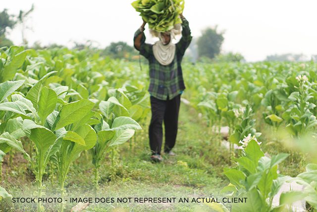 A non-U.S. citizen working in a field of green vegetables.