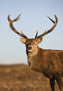 A deer before it is about to run into the road.