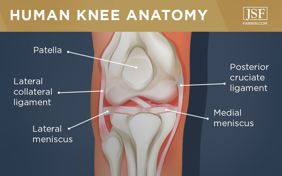 Human knee anatomy including the patella, PCL, LCL, lateral meniscus & medial meniscus