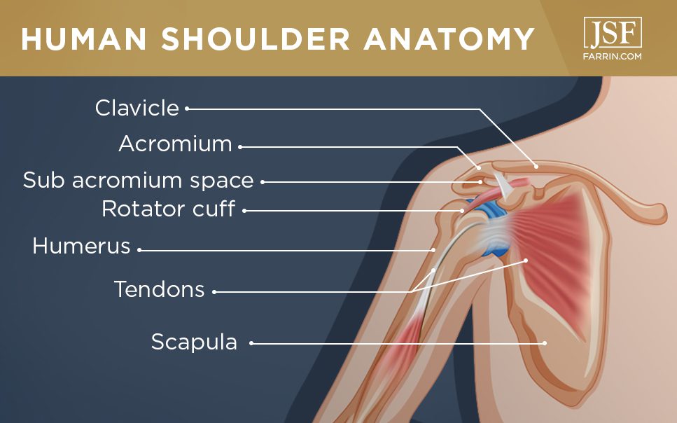 the human shoulder anatomy including the clavicle, rotator cuff, humerus, tendons & scapula