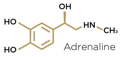 Molecular formula & structure of the adrenaline/epinephrine hormone.