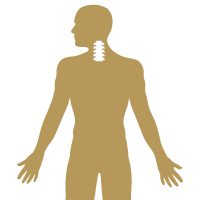 The neck vertebrae in a human body.
