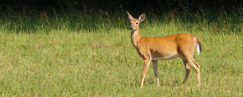 White-tailed deer doe in a grassy field.