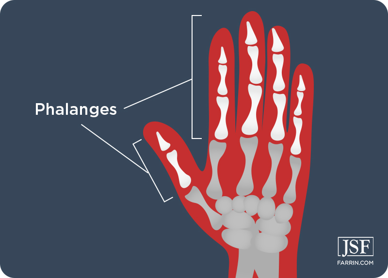 In the hand, the phalanges are the finger bones that extend from the hand.