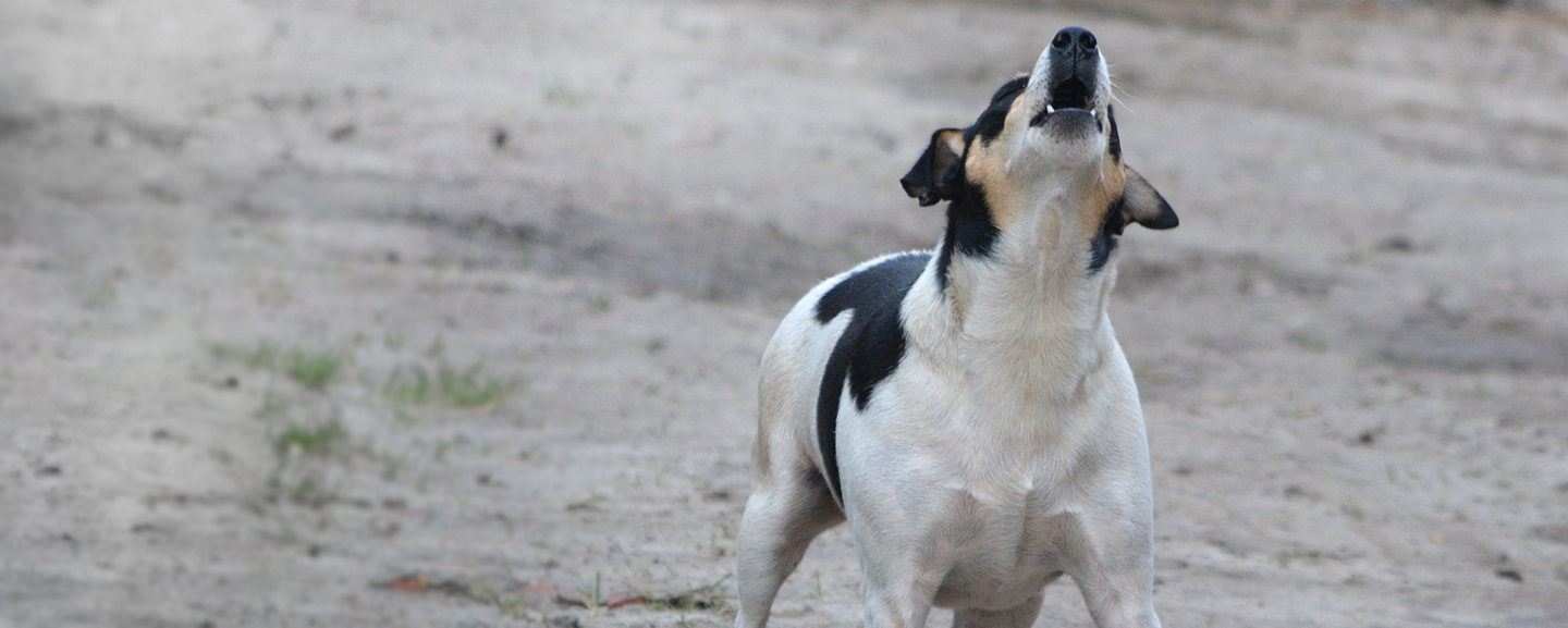 A loose jack russell terrier dog barking in an empty lot.