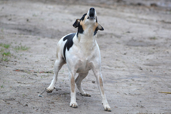 A loose jack russell terrier dog barking in an empty lot.