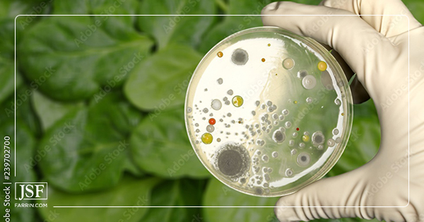 A gloved hand holds a petri dish, demonstrating food contamination in spinach