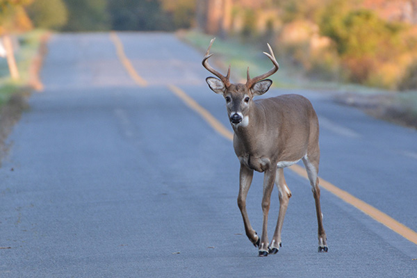 A young buck crossing an asphalt road in a wooded area.